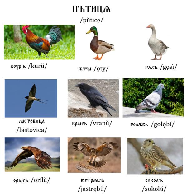 Ptáci