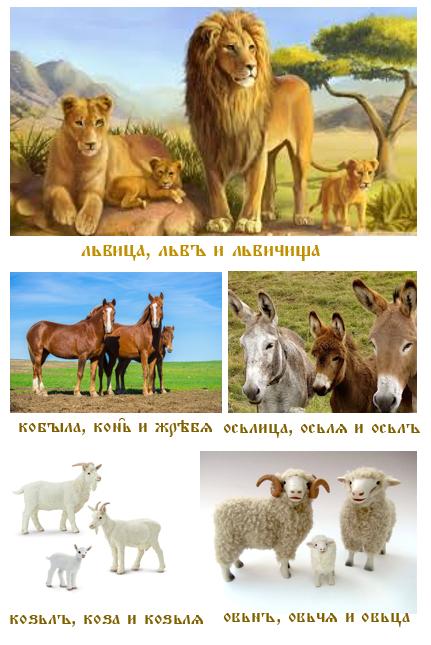 Zvířata a mláďata